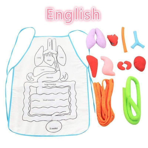 Anatomy Apron