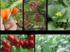 Thumb knife - Easy to Pick Vegetables & Fruits