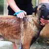 Dog Water-Brush Bathing Tool