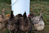 Horizontal Side Mount Chicken Waterer（Buy more save more）