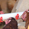 Horizontal Side Mount Chicken Waterer（Buy more save more）