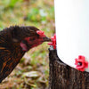 Horizontal Side Mount Chicken Waterer（Buy more save more）