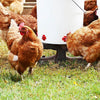 Horizontal Side Mount Chicken Waterer（Buy more save more）