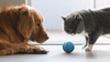 LED PET MOTION BALL