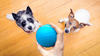 LED PET MOTION BALL