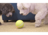 LED PET MOTION BALL