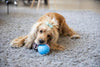 LED PET MOTION BALL