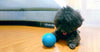 LED PET MOTION BALL