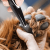 Low Noise Electric Pet Grooming-Pet local trimmer