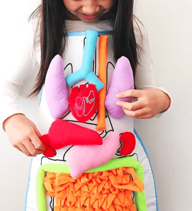 New Anatomy Apron