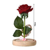 The Enchanted Rose